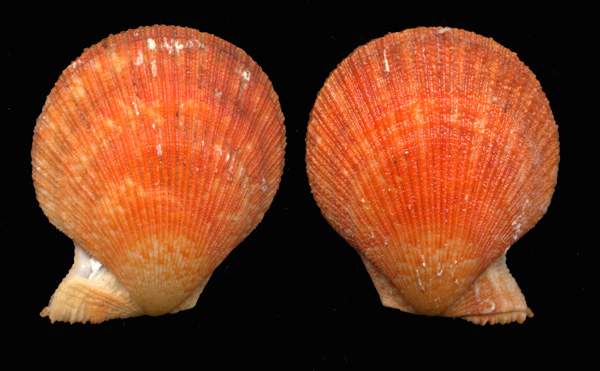 Clamys multistriata